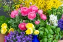 Ranunculus, Campanula, Forsythia, Tulip