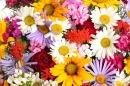 Beautiful Bouquet of Bright Wildflowers