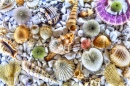 Seashells