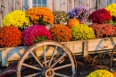 Vintage Wagon Flowers