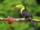 Keel-Billed Toucan Bird