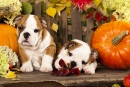 English Bulldog Puppies