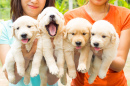 Puppies