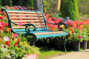 Vintage Bench in Tulip Garden