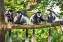 Mantled Guereza Monkeys