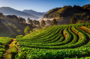 Strawberry Farm at Chiangmai, Thailand