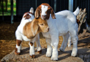 Baby Goats