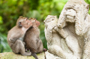 Sacred Monkey Forest, Ubud, Indonesia