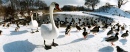 Birds in the Wintertime, Copenhagen, Denmark