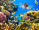 Tropical Fish On A Coral Reef