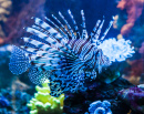 Lionfish in Dubai Aquarium