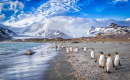 St. Andrews Bay, South Georgia