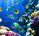 Tropical Fish on a Coral Reef