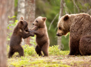 Eurasian Brown Bears