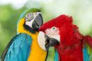 Colorful Macaws