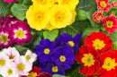 Spring Primula