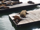 Adorable Sea Lions, San Francisco