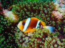 Barrier Reef Anemonefish