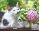 Blue-eyed Siberian Cat