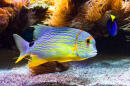 Colorful Fish