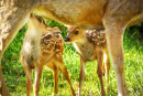 Twin Fawns