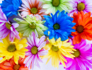 Colorful Spring Flowers