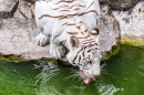 White Tiger Drinking Water