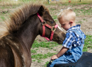 Friendly Miniature Horse