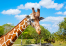 Giraffe in the Safari Park