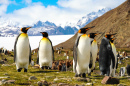 King Penguins, South Georgia Island, Antarctica