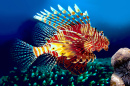 Lionfish, Siam Bay, Thailand