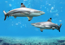 Blacktip Reef Sharks