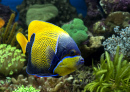 Angelfish in an Aquarium