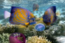 Coral Reef and Tropical Fish