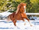 Horse Galloping at the Farm