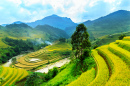 Rice Terraces of Mu Cang Chai, Vietnam