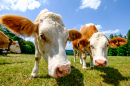 Cows in Austrian Alps