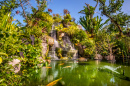 Carp Fish Pond in a Japanese Garden