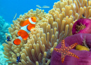 Anemone and Clownfish, Koh Tao Island, Thailand