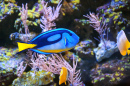 Palette Surgeonfish