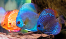 Discus Fish