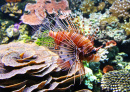 Red Lionfish