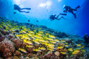 School of Yellowfin Goatfish