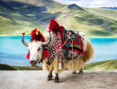 Decorated White Tibetan Yak