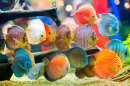 Discus Fish