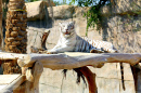 White Bengal Tiger