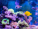 Marine Aquarium