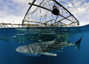 Whale Shark, West Papua, Indonesia