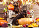 Rabbit Dachshunds and Pumpkins