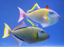 Crosshatch Trigger Fish